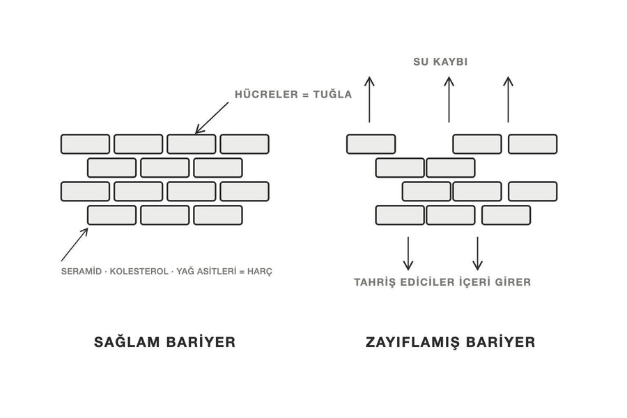 Sağlam ve zayıflamış cilt bariyerini tuğla-harç modeliyle gösteren çizim