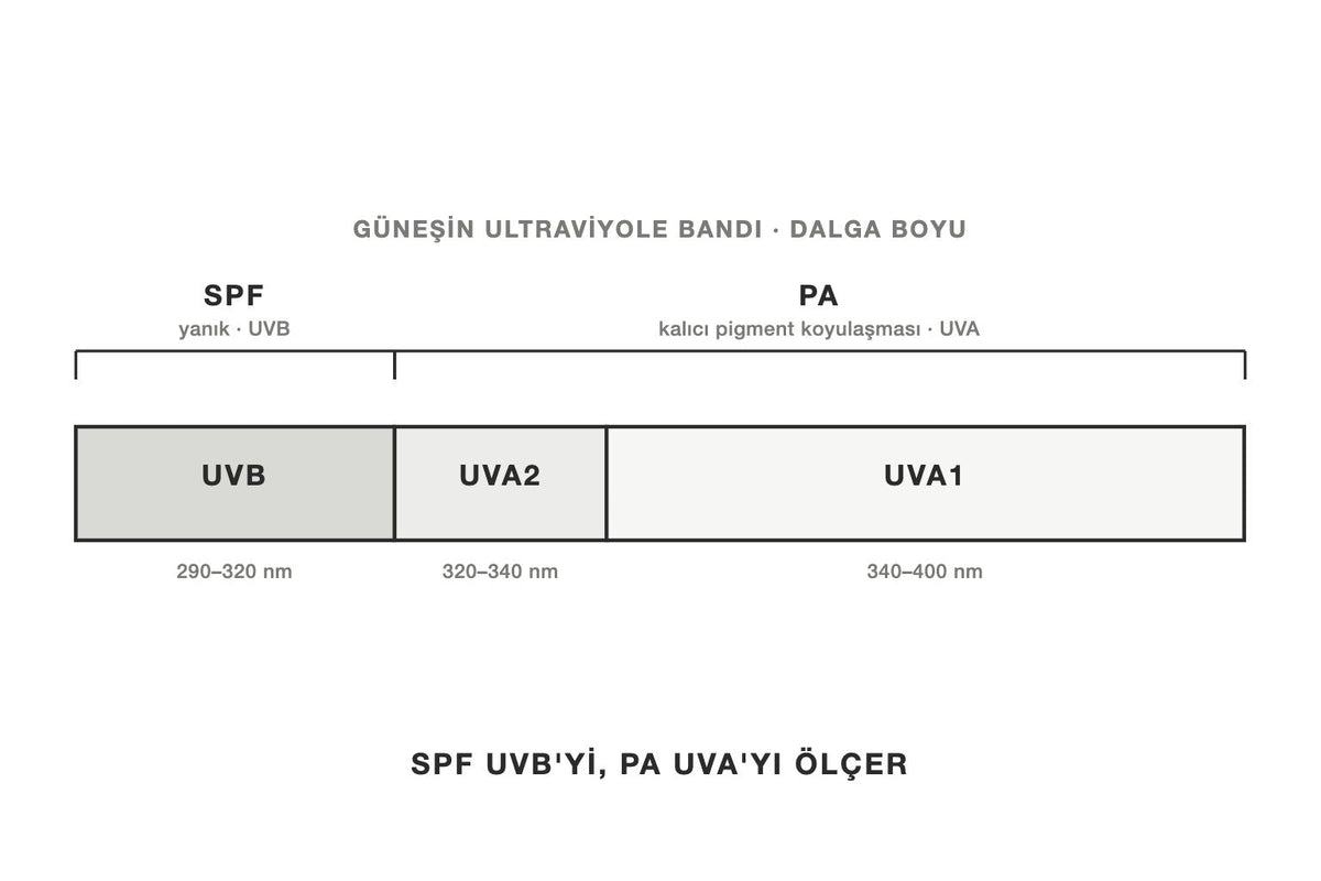 UVB ve UVA ışınlarını ve SPF ile PA'nın hangisini ölçtüğünü gösteren çizim