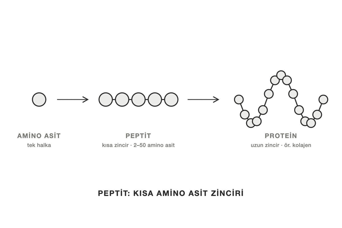 Amino asit, peptit ve proteini halka zincirleriyle gösteren çizim