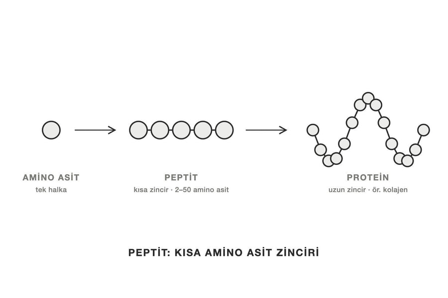 Amino asit, peptit ve proteini halka zincirleriyle gösteren çizim