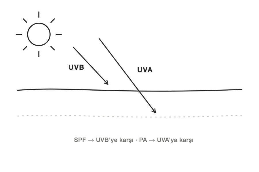 UVB ve UVA ışınlarının cilde ulaştığı derinliği gösteren çizim
