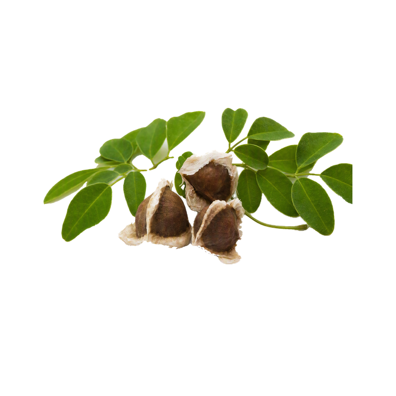 Moringa Tohum Yağı