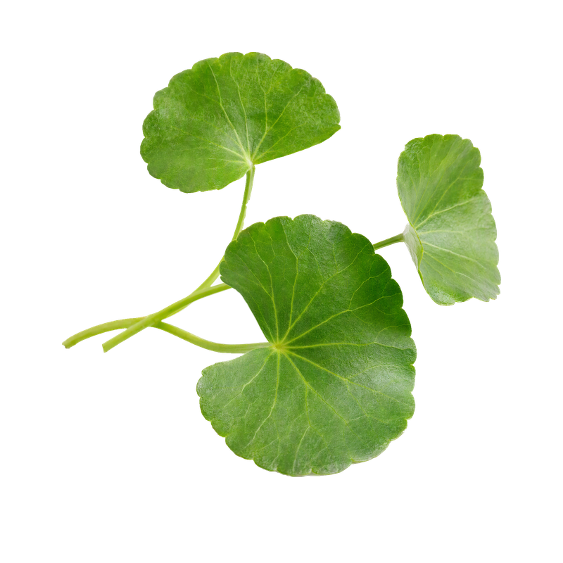 Centella ve Papatya Özü