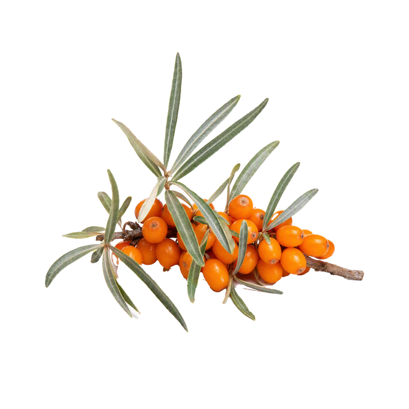 Deniz İğdesi (Vitamin Ağacı) Özü