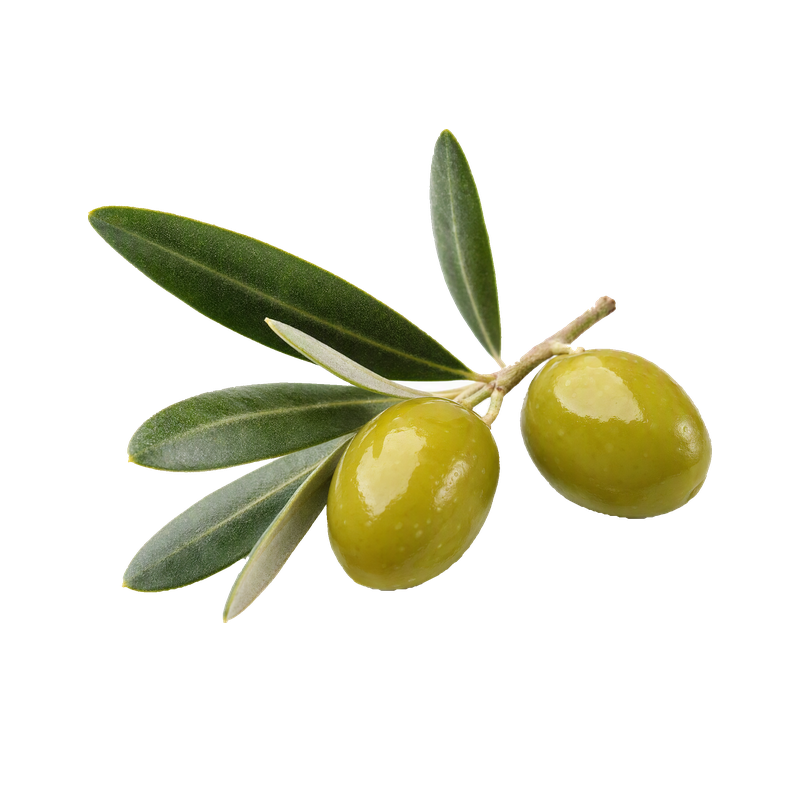 Skualan