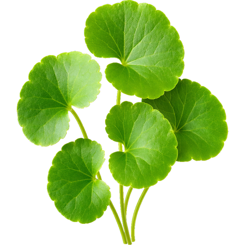 Centella Asiatica Özü ve TECA
